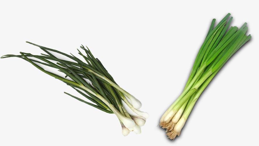 Scallions Versus Green Onions