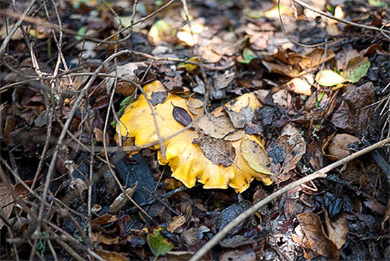Foraging for chanterelles on the California Central Coast