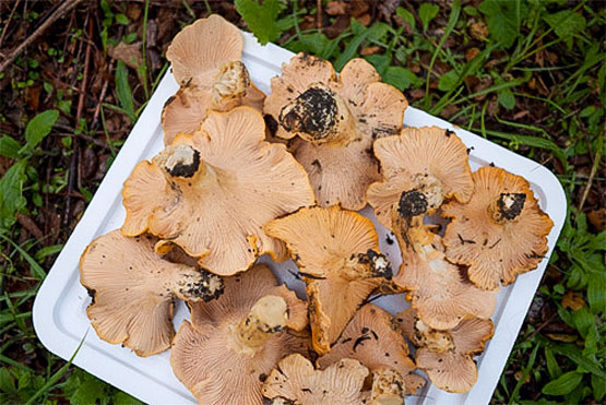 Foraging for chanterelles on the California Central Coast