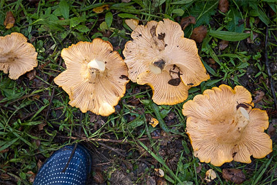 foraging for chanterelle mushrooms